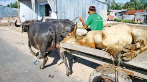 "Nài" trâu, bò ở biên giới Việt Nam - Campuchia.