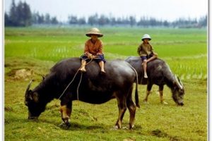 Thơ Chủ tịch Hồ Chí Minh: Trẻ chăn trâu