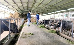 Hải Dương: Kỳ công nghề nuôi trâu chọi, thu tiền tỷ