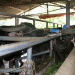 Yên Bái: Giám đốc HTX nuôi trâu thành tỷ phú
