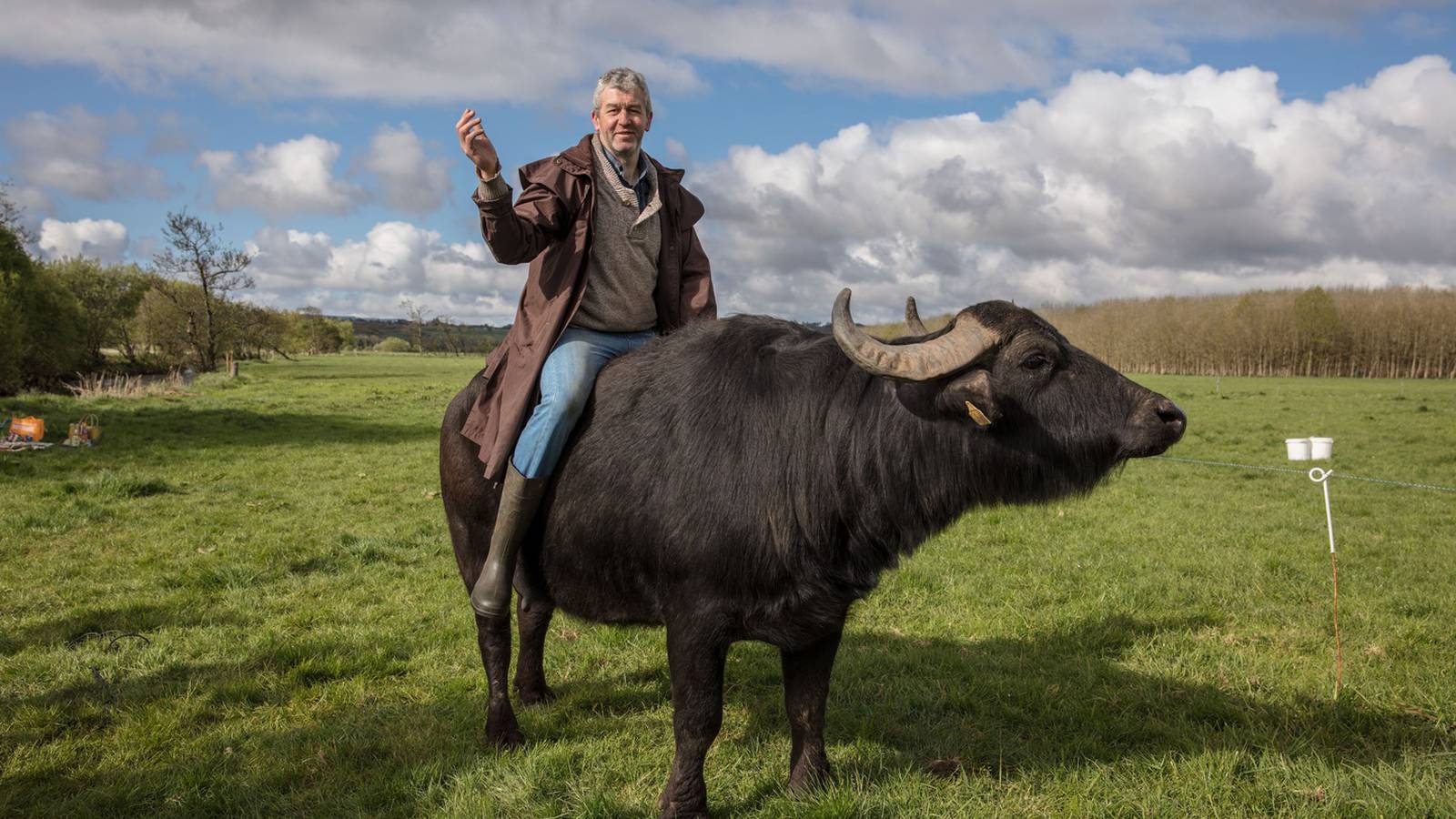 Chuyện một người "điên" ở Ireland nuôi trâu vắt sữa