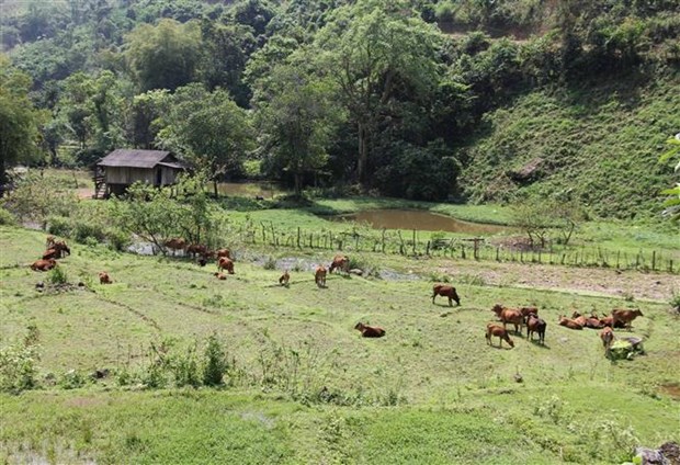 Huyện Kỳ Sơn: Kinh tế khá hơn vì có đàn trâu bò 50.000 con