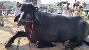 Ấn Độ: Chú trâu Murrah đực nặng 1,5 tấn đắt nhất thế giới