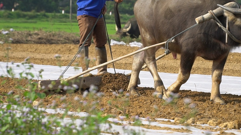 Mùi Trâu còn đọng lại