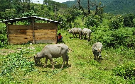 Bài hát Con trâu qua giọng hát Ploong Thiết