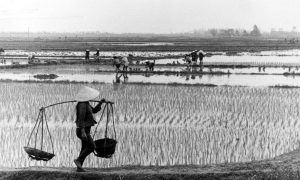 Những bài học nông thôn - Truyện ngắn của Nguyễn Huy Thiệp